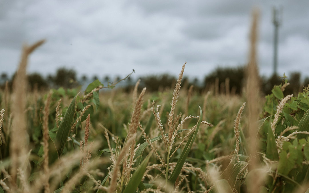 Video: Lost in the Marsh Maze